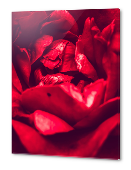 blooming red rose  Acrylic prints by Timmy333