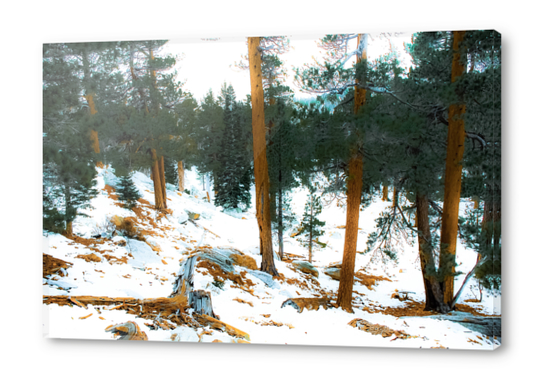 green pine tree with snow on the mountain at Palm Springs Aerial Tramway, California, USA Acrylic prints by Timmy333
