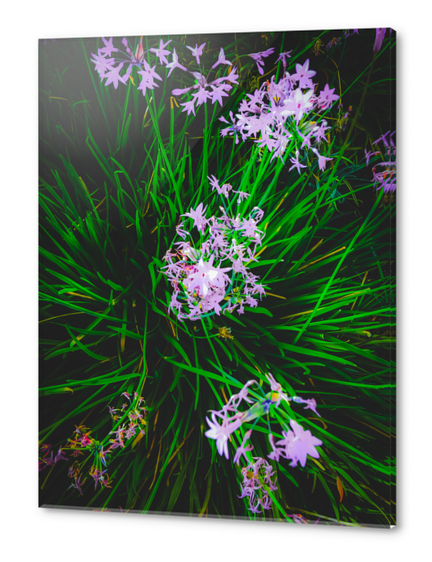 closeup blooming purple flowers with green leaves Acrylic prints by Timmy333