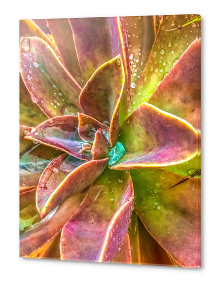 closeup green and pink succulent plant with water drop Acrylic prints by Timmy333