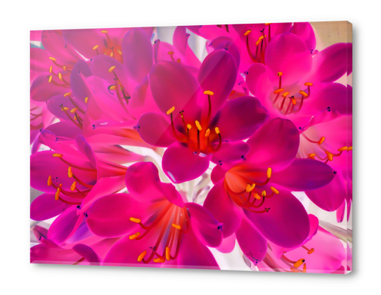 closeup pink flower texture abstract background with orange pollen Acrylic prints by Timmy333