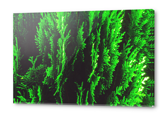 closeup green leaf texture abstract background Acrylic prints by Timmy333