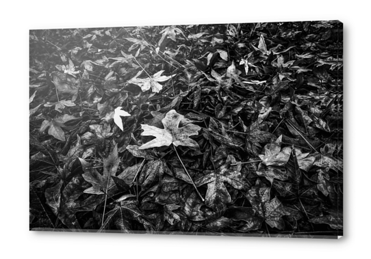 maple leaves texture in black and white Acrylic prints by Timmy333