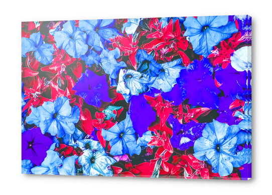 closeup flower texture abstract in blue purple red Acrylic prints by Timmy333