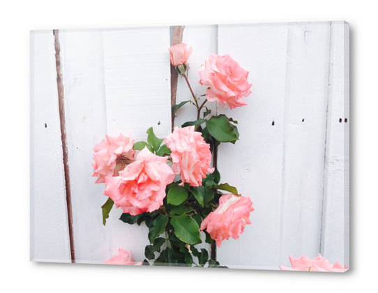 pink rose garden with white wood wall background Acrylic prints by Timmy333