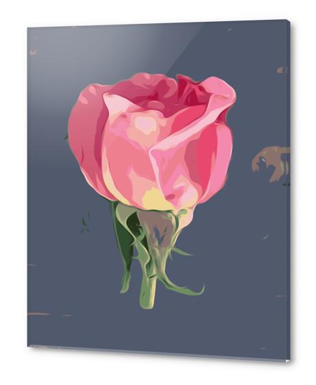 pink rose with grey background Acrylic prints by Timmy333