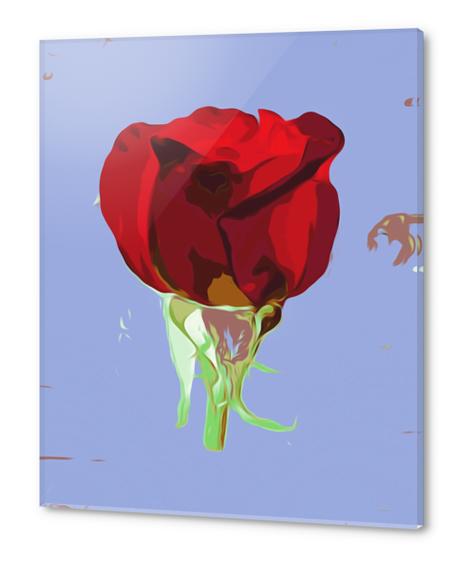 red rose with blue background Acrylic prints by Timmy333