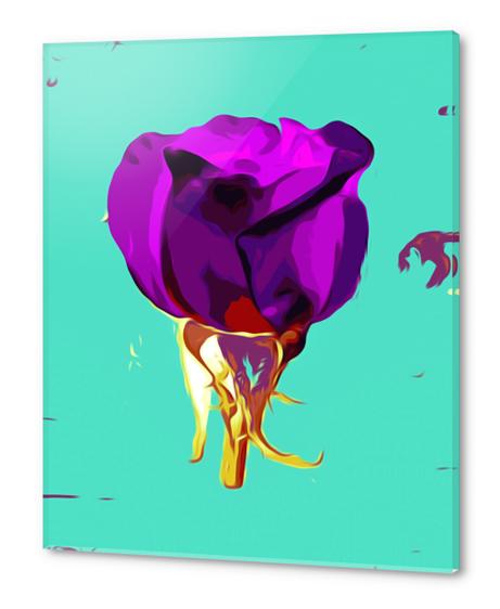 purple rose with gold stem and green background Acrylic prints by Timmy333