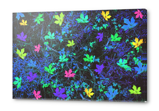 maple leaf in pink green purple blue yellow with blue creepers plants background Acrylic prints by Timmy333