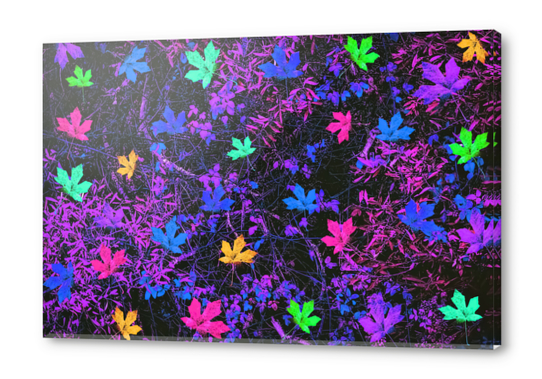 maple leaf in pink blue green yellow purple with pink and purple creepers plants background Acrylic prints by Timmy333