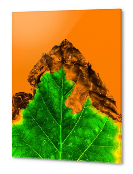 close up burning green leaf texture with orange background Acrylic prints by Timmy333