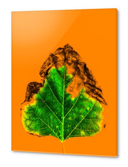 burning green leaf texture with orange background Acrylic prints by Timmy333