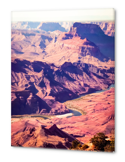 closeup desert at Grand Canyon national park, USA Acrylic prints by Timmy333