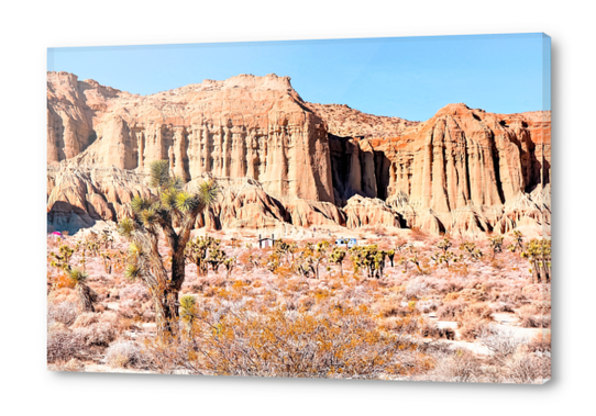 cactus in the desert with blue sky in summer at California,  USA Acrylic prints by Timmy333