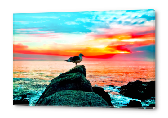 seagull bird on the stone with ocean sunset sky background in summer Acrylic prints by Timmy333