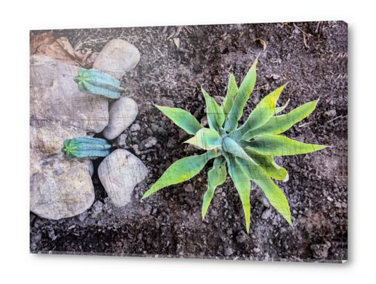 cactus with green leaves and stone on the ground Acrylic prints by Timmy333