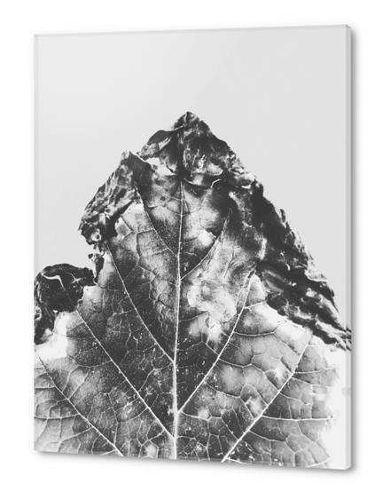 leaf texture background in black and white Acrylic prints by Timmy333