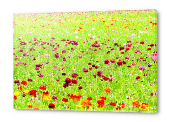 blooming flower field Acrylic prints by Timmy333