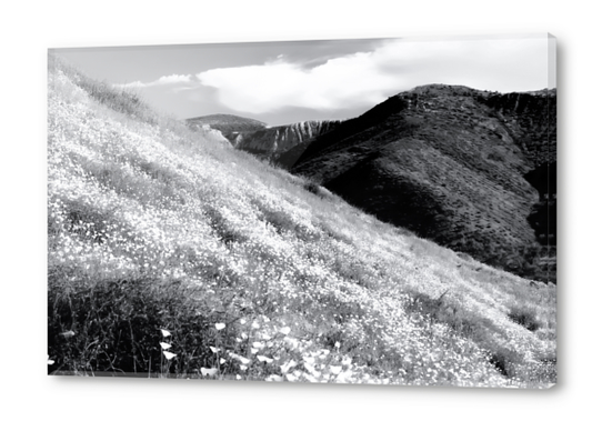 poppy flower field with mountain and cloudy sky background in black and white Acrylic prints by Timmy333