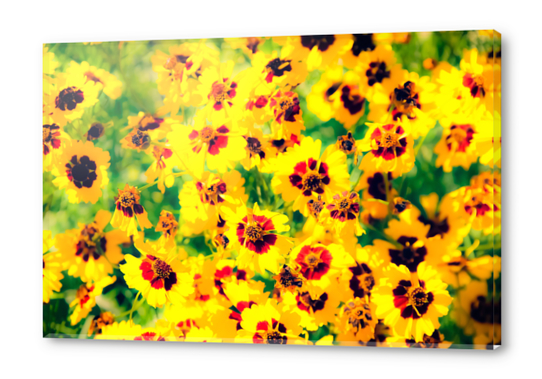 blooming yellow flower with green leaf background Acrylic prints by Timmy333