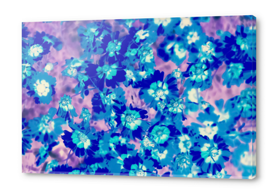 blooming blue flower abstract with pink background Acrylic prints by Timmy333
