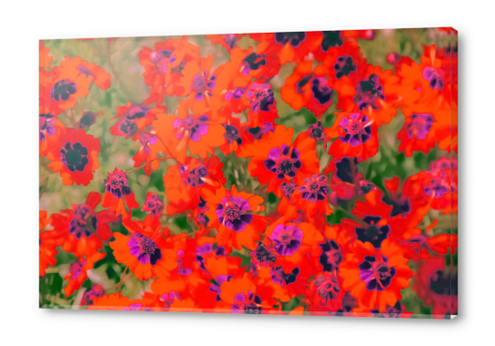blooming red flower with green leaf background Acrylic prints by Timmy333