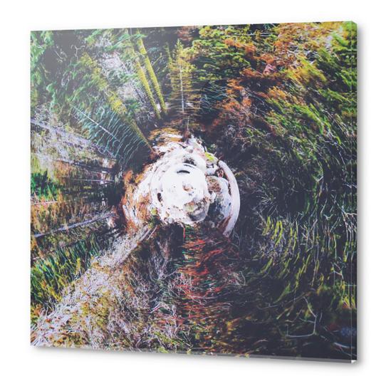 autumn snow in the forest with trees Acrylic prints by Timmy333