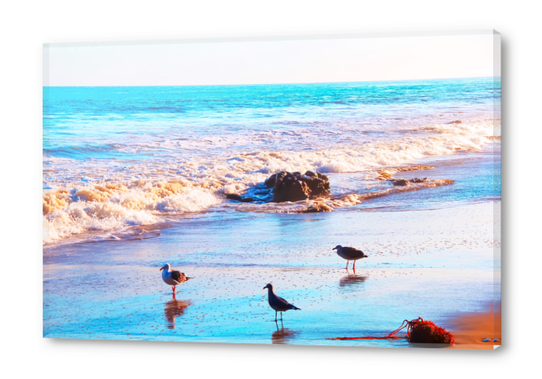 seagull bird on the sandy beach with blue wave water in summer Acrylic prints by Timmy333