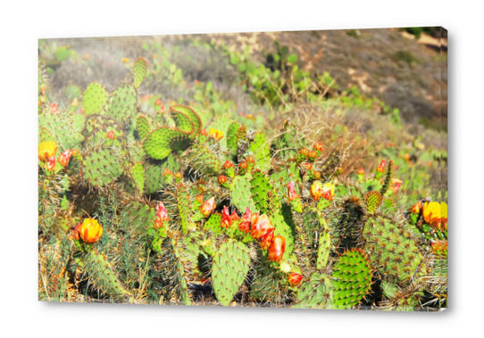 green cactus with red and yellow flower texture background Acrylic prints by Timmy333