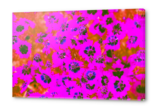 blooming pink flower with brown background Acrylic prints by Timmy333