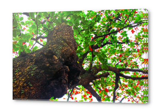 big tree with green leaves and red leaves Acrylic prints by Timmy333