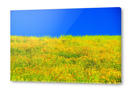 yellow poppy flower field with green leaf and clear blue sky Acrylic prints by Timmy333