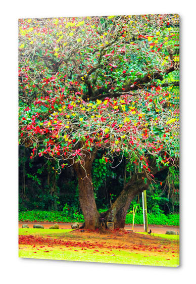 big tree with green yellow and red leaves Acrylic prints by Timmy333