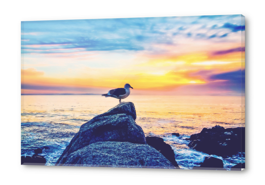 bird on the stone with ocean sunset sky background Acrylic prints by Timmy333