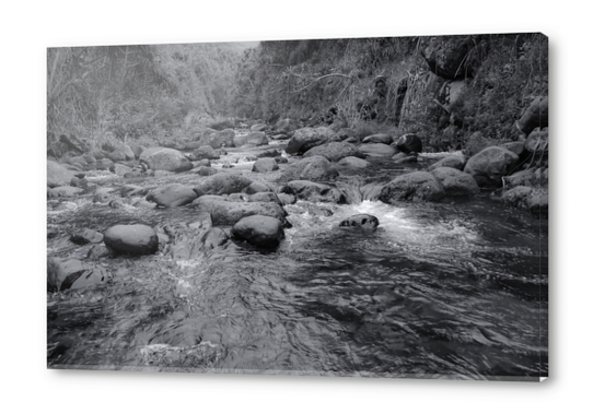 river in the forest with tree in black and white Acrylic prints by Timmy333