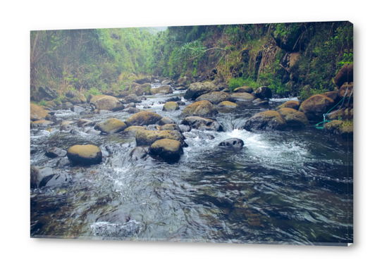 river and rock in the forest with green tree at Kauai, Hawaii Acrylic prints by Timmy333