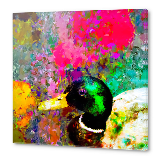 mallard duck with pink green brown purple yellow painting abstract background Acrylic prints by Timmy333