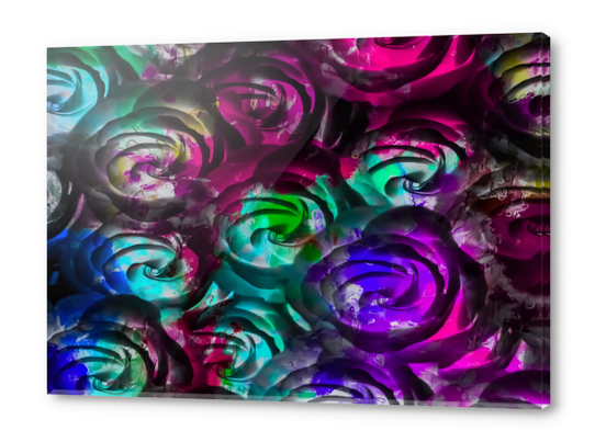 closeup rose texture pattern abstract background in red purple blue Acrylic prints by Timmy333