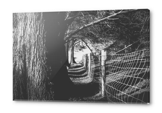 trees in the forest with shadow and sunlight in black and white Acrylic prints by Timmy333