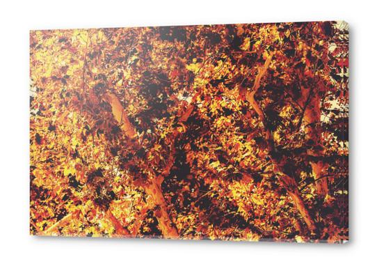 autumn leaves texture with golden light abstract background Acrylic prints by Timmy333