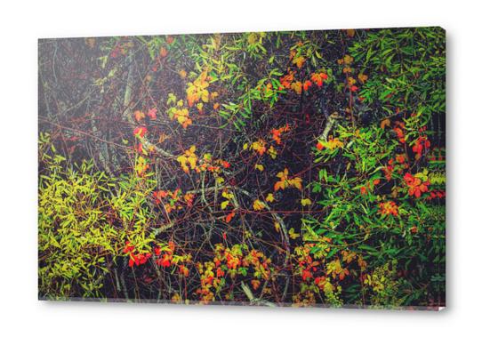 red yellow orange and green leaves background Acrylic prints by Timmy333