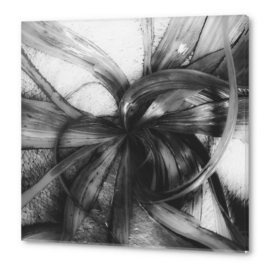 spiral leaves texture background in black and white Acrylic prints by Timmy333