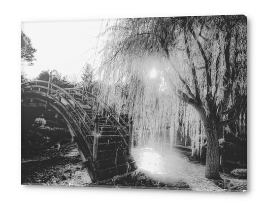 summer light at the garden in black and white Acrylic prints by Timmy333