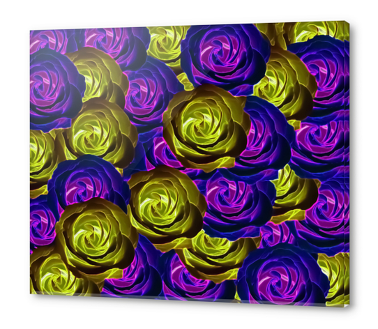 blooming rose texture pattern abstract background in pink purple yellow Acrylic prints by Timmy333