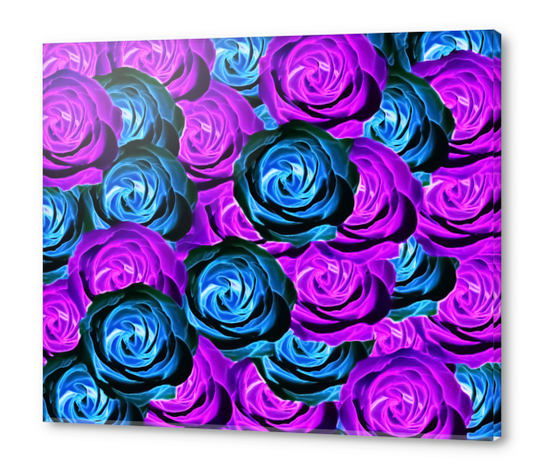 blooming rose texture pattern abstract background in purple and blue Acrylic prints by Timmy333