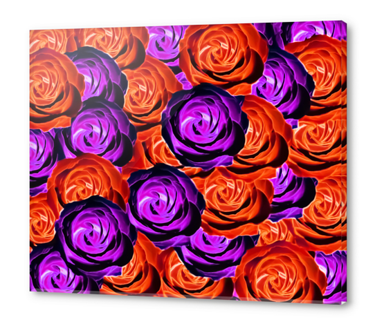 blooming rose texture pattern abstract background in red and purple Acrylic prints by Timmy333