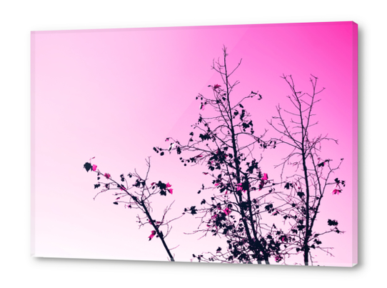 isolate tree branch abstract with leaf and pink background Acrylic prints by Timmy333