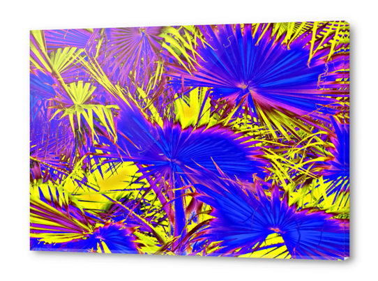 closeup palm leaf texture abstract background in blue pink and yellow Acrylic prints by Timmy333