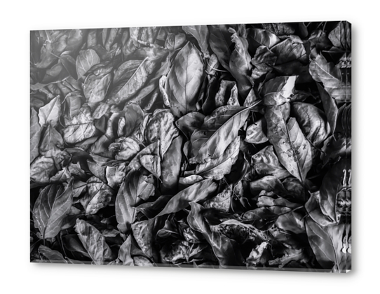 closeup leaf texture in black and white Acrylic prints by Timmy333