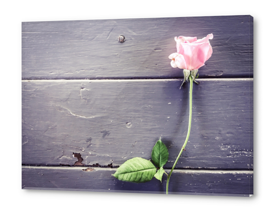 pink rose background Acrylic prints by Timmy333